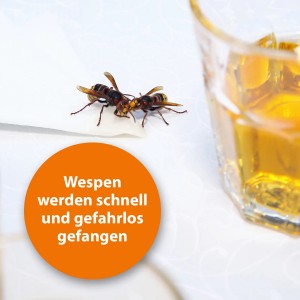 Ardap Wespenfalle: Wespen werden gefangen, neben einem Glas mit gelber Flüssigkeit.