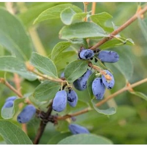 Sibirische Blaubeere Velvet (Lonicera caerulea) mit blauen Beeren und grünen Blättern.