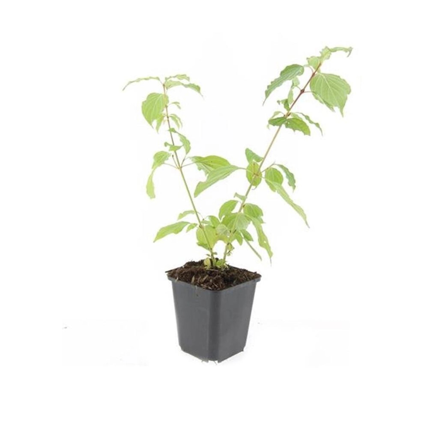 Exotenherz Roter Hartriegel Cornus Sanguinea Annys Winter Orange Heckenpfla günstig online kaufen