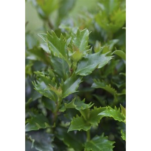 Nahaufnahme der Ilex Meserveae Little Rascal Stechpalme mit dunkelgrünen Blättern.