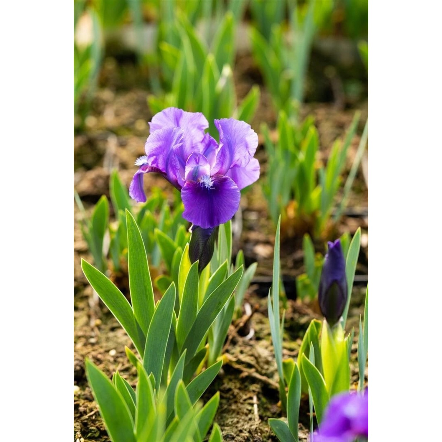 Nahaufnahme der blauen Iris Truly im 11x11 cm Topf. Diese Staude blüht von Mai bis Juni.