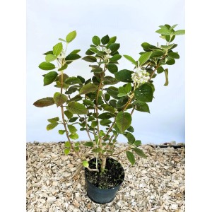 Baumfink Wolliger Schneeball als Topfpflanze 60-100cm