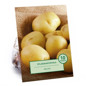 Pflanzkartoffel Melody 10 Stück