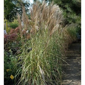 Hohes Chinaschilf 'Malepartus' (Miscanthus sinensis) im Garten, Ziergras mit silbrigen Blütenständen.