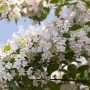 Kolkwitzie 'Amabilis': Busch mit zartrosa Blüten vor blauem Himmel.