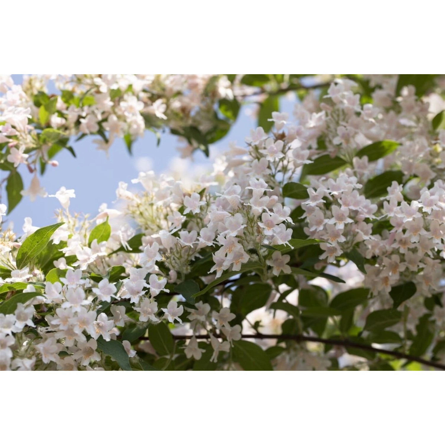 Kolkwitzia Amabilis Kolkwitzie 80–100 cm Rosa Blüten Pflegeleicht günstig online kaufen