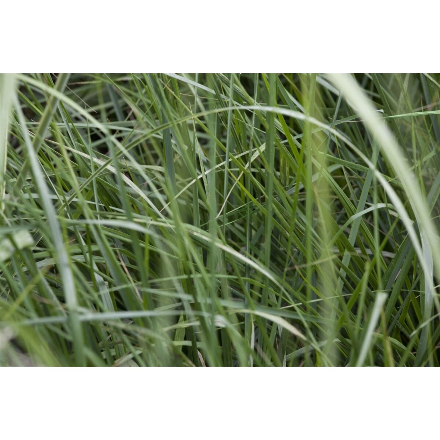 Miscanthus Sinensis Graziella Chinaschilf Ca. 11x11 cm Topf günstig online kaufen