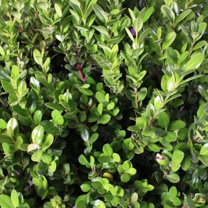 Dichtes, glänzendes, immergrünes Laub des Buxus Microphylla Faulkner Buchsbaums. Ideal für Stämmchen & Formgehölze.