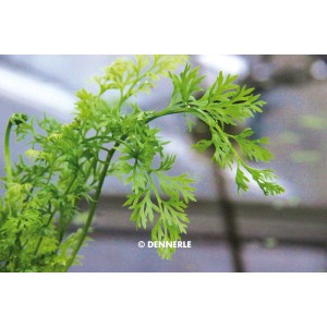 Dennerle Aquariumpflanze Ceratopteris Thalictroides, feingliedrige, grüne Wasserpflanze.