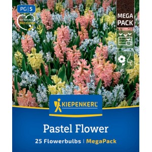 Kiepenkerl Blumenzwiebel Mega Pack Pastel Flower. 25 Stück mit pastellfarbigen Hyazinthen und Puschkinien für Garten & Kübel.