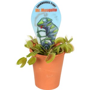 Venusfliegenfalle im Terrakotta-Topf, fleischfressende Pflanze mit Fangblättern, Topf ca. 7 cm Ø.