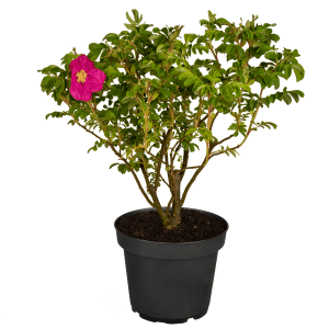 Apfelrose Soelring im Topf, ca. 20-30 cm hoch, mit rosa Blüte. Wildrose für Garten und Balkon.