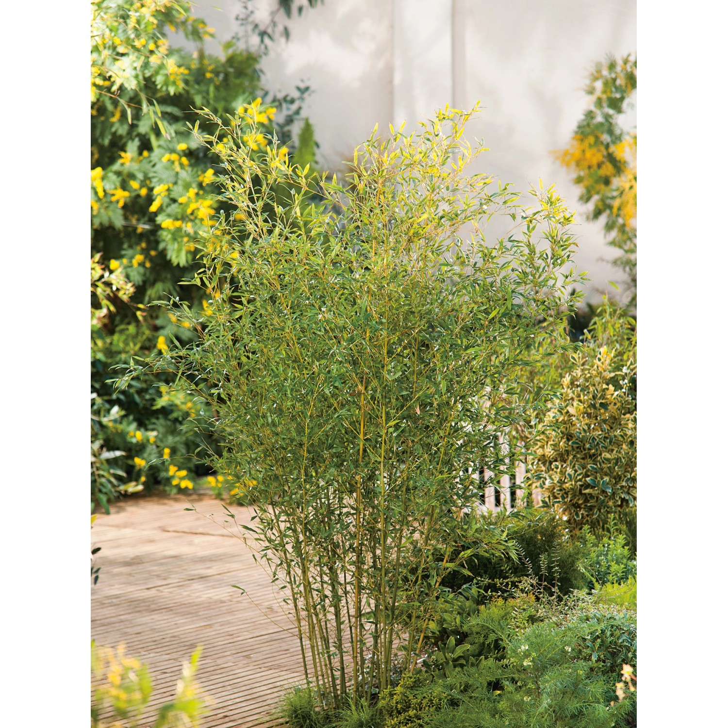 GROW by OBI BissetBambus TopfØ ca. 26 cm Phyllostachys bissetii
