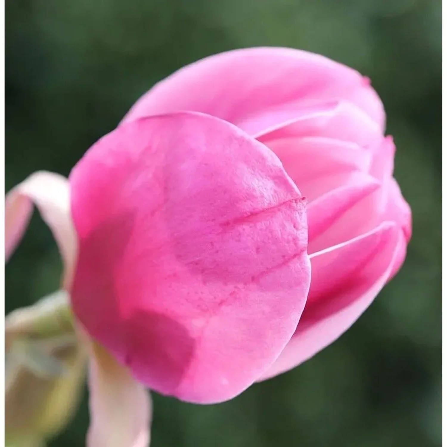 Magnolie Sweet Valentine 40-60cm - Magnolia soulangiana