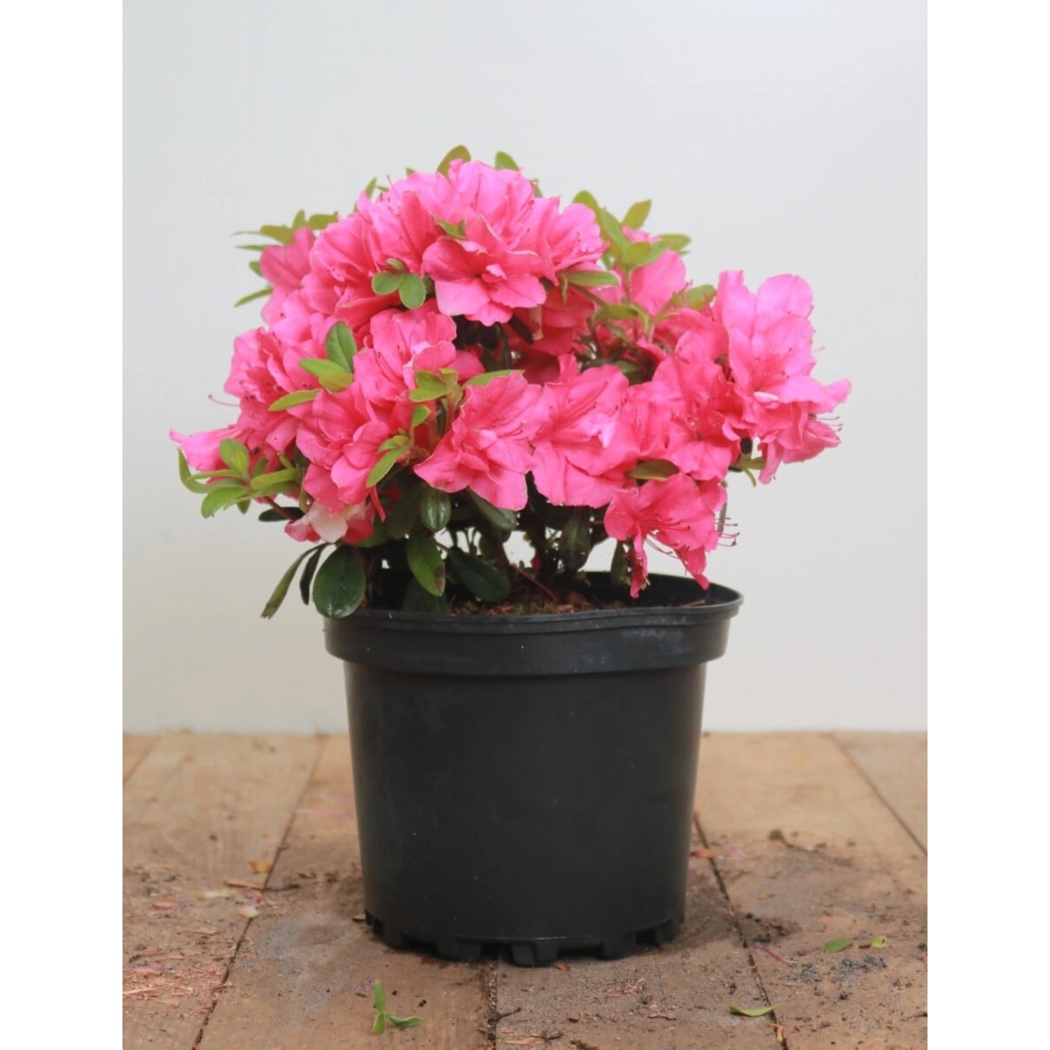 Rhododendron Obtusum Melina Azalee Rosa Blüten 20–25 cm günstig online kaufen