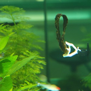 JBL Futterklammer mit Salatblatt im Aquarium, 2er-Set. Ideal für Grünfutter.