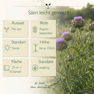 Blühende Artischockenpflanze mit lila Blüten und grünen Blättern. Infografik zu Aussaat, Blütezeit, Höhe und Standort der Artischockensamen.