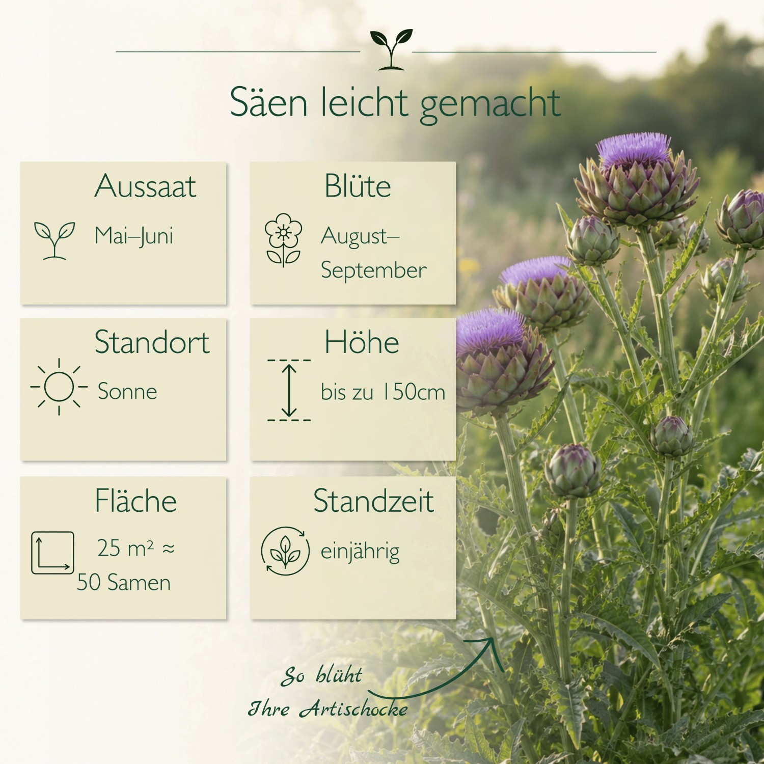 Blühende Artischockenpflanze mit lila Blüten und grünen Blättern. Infografik zu Aussaat, Blütezeit, Höhe und Standort der Artischockensamen.