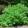Dennerle Aquariumpflanze Hemianthus Callitrichoides Cuba In-Vitro, dichte, grüne Vordergrundpflanze.