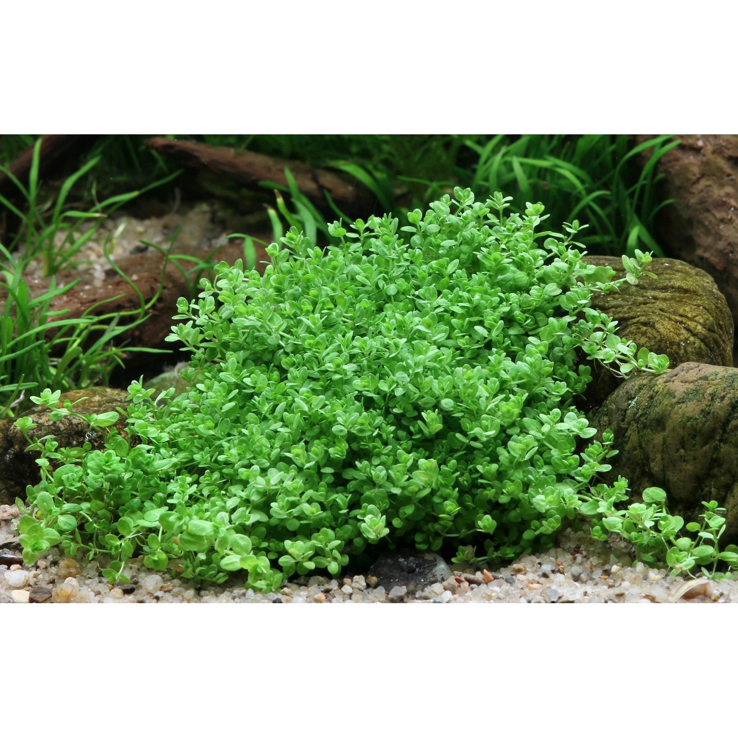 Dennerle Aquariumpflanze Hemianthus Callitrichoides Cuba In-Vitro, dichte, grüne Vordergrundpflanze.