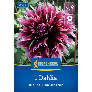 Kiepenkerl Blumenzwiebeln Splitt-Dahlie Alauna Clair Obscure