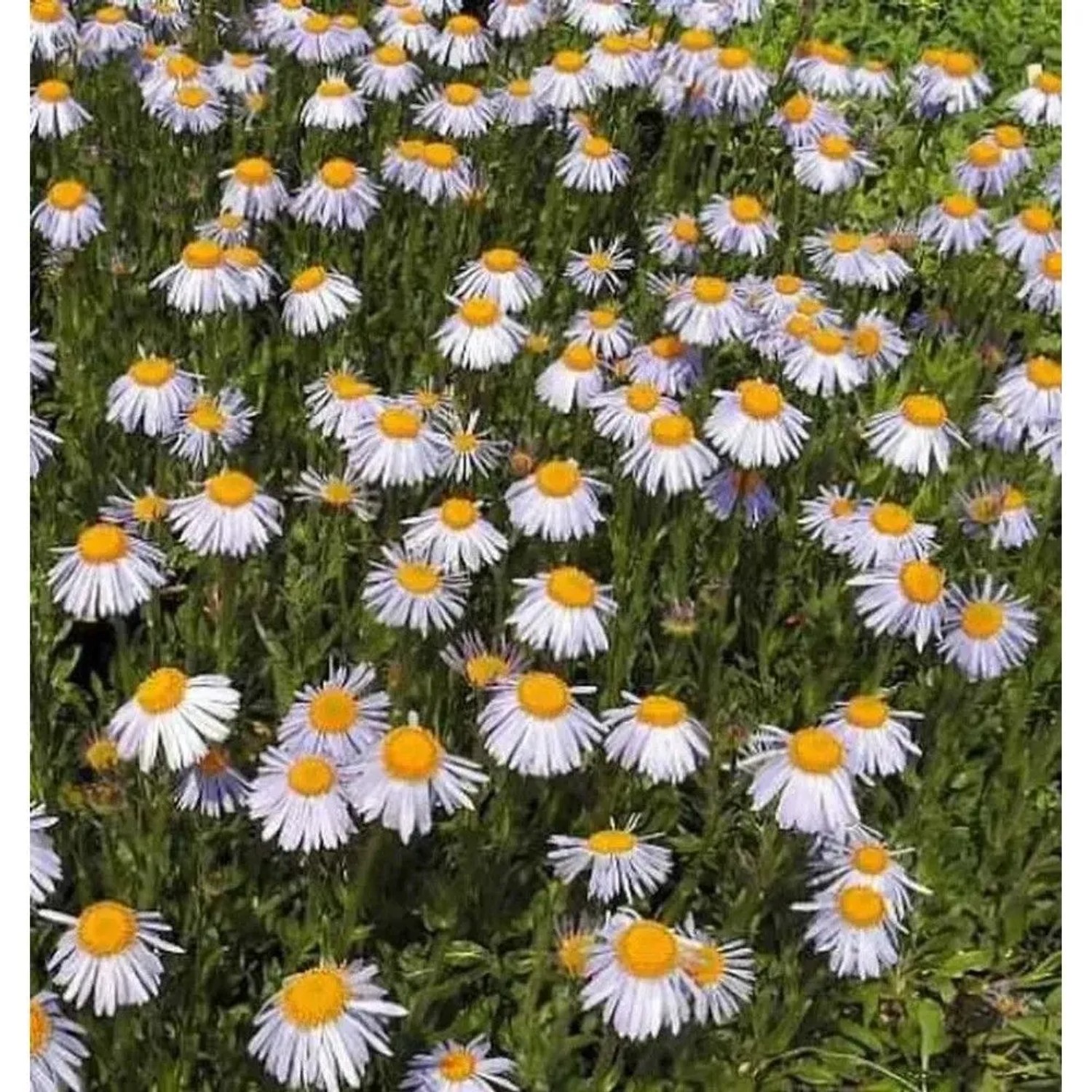 Frühsommeraster Berggarten - Aster tongolensis