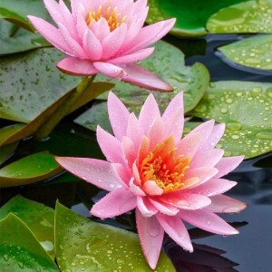 Vdvelde Rosa Seerose Komplettset Inkl Korb Substrat Kies & Nahrung