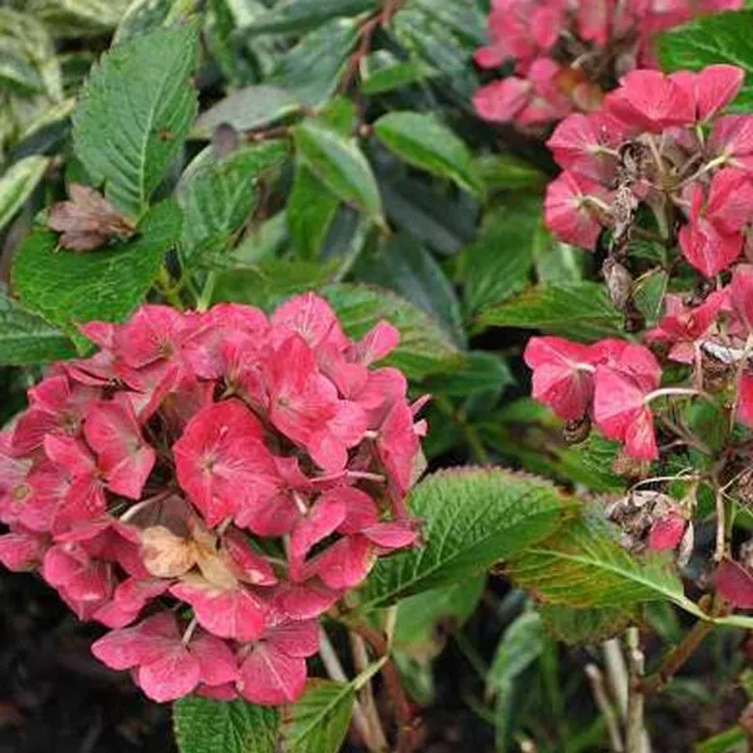 arborix Hortensie 'Alpenglühen' Hydrangea Macrophylla 25 Bis 30 Cm Im Container Kugelige Blüten