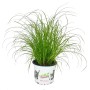 Exotenherz Katzengras Cyperus in weißem Topf, unterstützt die Verdauung von Katzen.