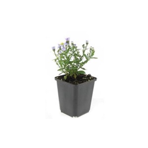 Kissenaster 'Prof. Anton Kippenberg' im 9cm Topf, lila Zierstaude für den Garten.