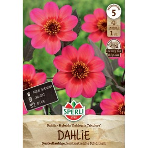 Sperli Dahlie Dahlegria Tricolore Blumenzwiebeln mit mehrfarbigen Blüten in Pink, Rot und Gelb.