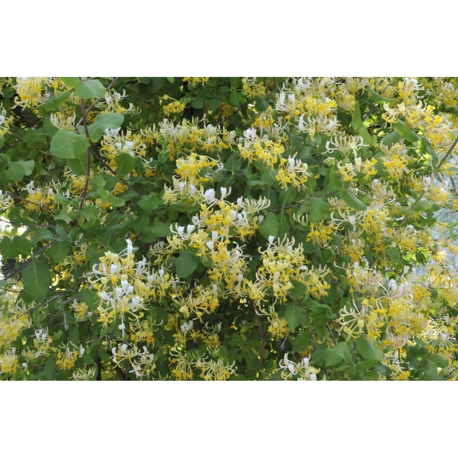 Lonicera Japonica Halliana Japanisches Geißblatt Cremeweiß 40–60 cm günstig online kaufen