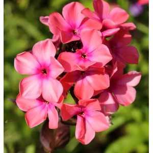 Nahaufnahme der rosa-roten Blüten der Hohen Flammenblume 'Rijnstroom' (Phlox paniculata).