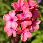 Nahaufnahme der rosa-roten Blüten der Hohen Flammenblume 'Rijnstroom' (Phlox paniculata).
