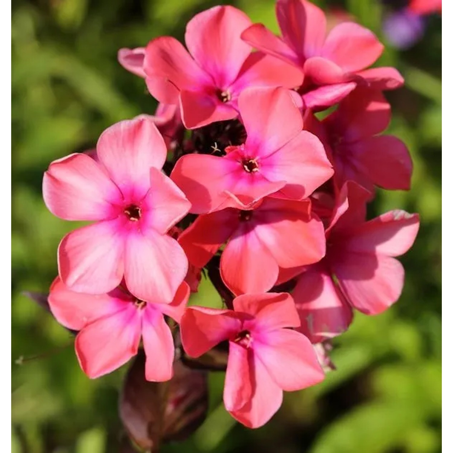 Hohe Flammenblume Rijnstroom - Phlox Paniculata
