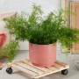 Wagner Multi Roller Kirschblüte mit Pflanze im rosa Topf, Rolluntersetzer aus Holz mit Rollen.