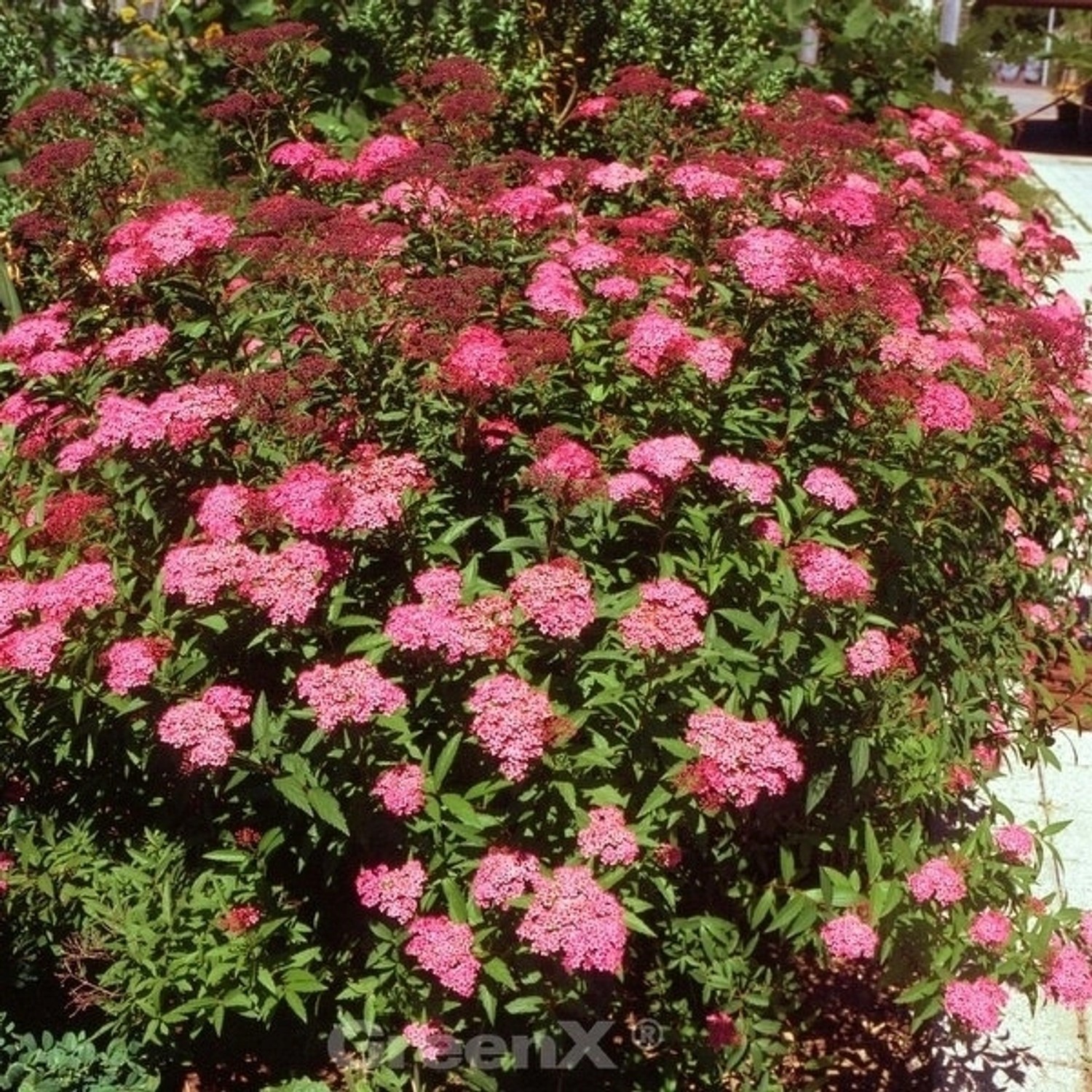 Roter Sommerspierstrauch Darts Red 20-30cm - Spiraea japonica günstig online kaufen