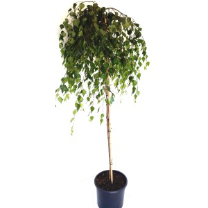 Hänge-Birke 'Youngii' im Topf, ca. 160-170cm hoch, mit herabhängenden Ästen. Ideal als Hausbaum.