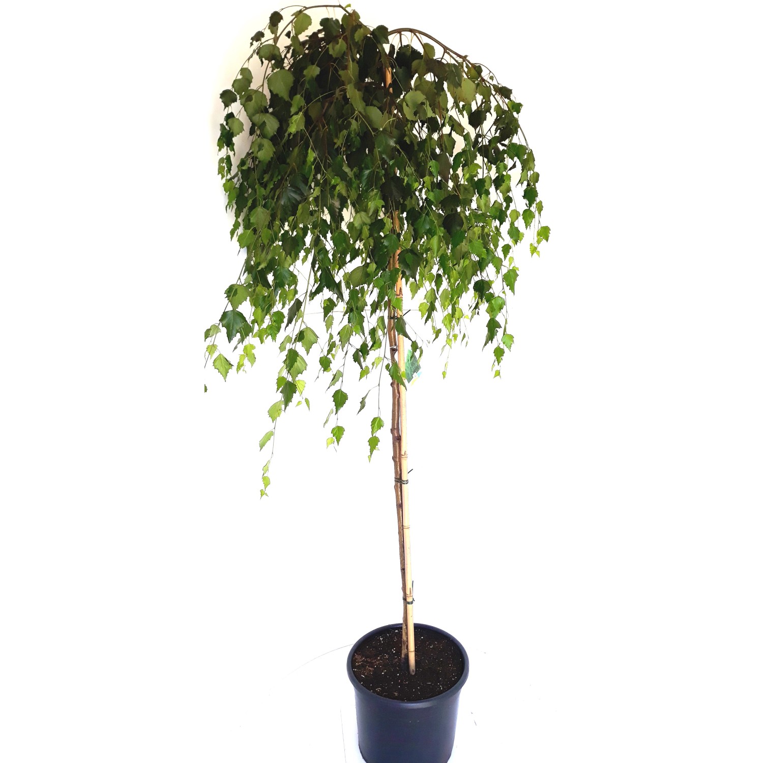 Pflanzen-Boering Betula Pendula Youngii Hänge-Birke Trauer-Birke Gesamthöhe günstig online kaufen