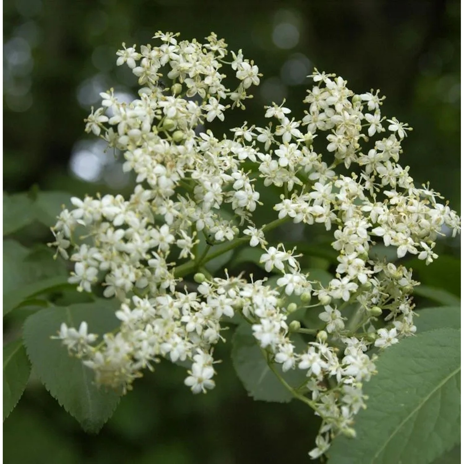 Schlanker Holunder Obelisk 60-80cm - Sambucus nigra