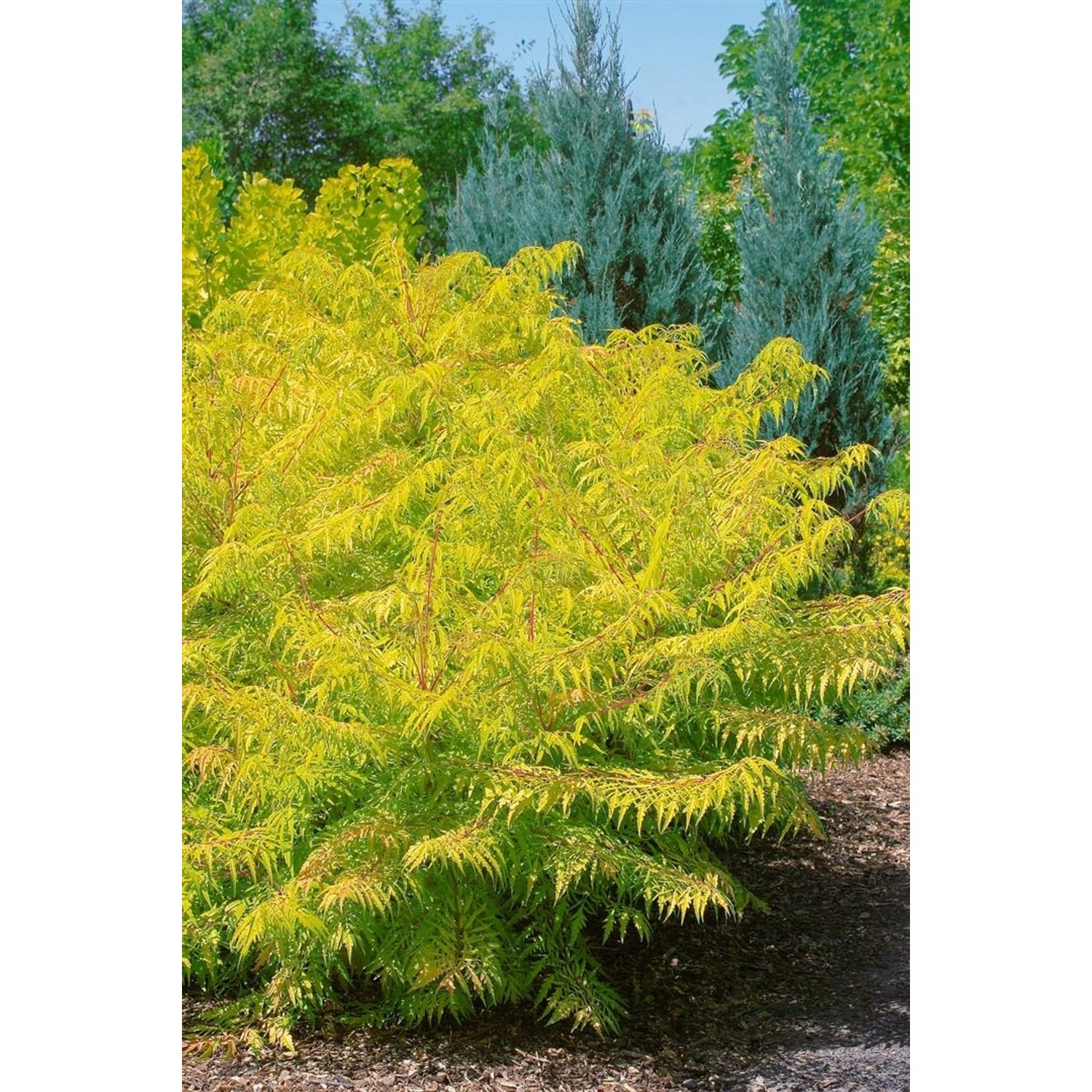 Gelbgrüner Rhus Typhina Tiger Eyes Essigbaum, 40–60 cm hoch, buschig wachsend.