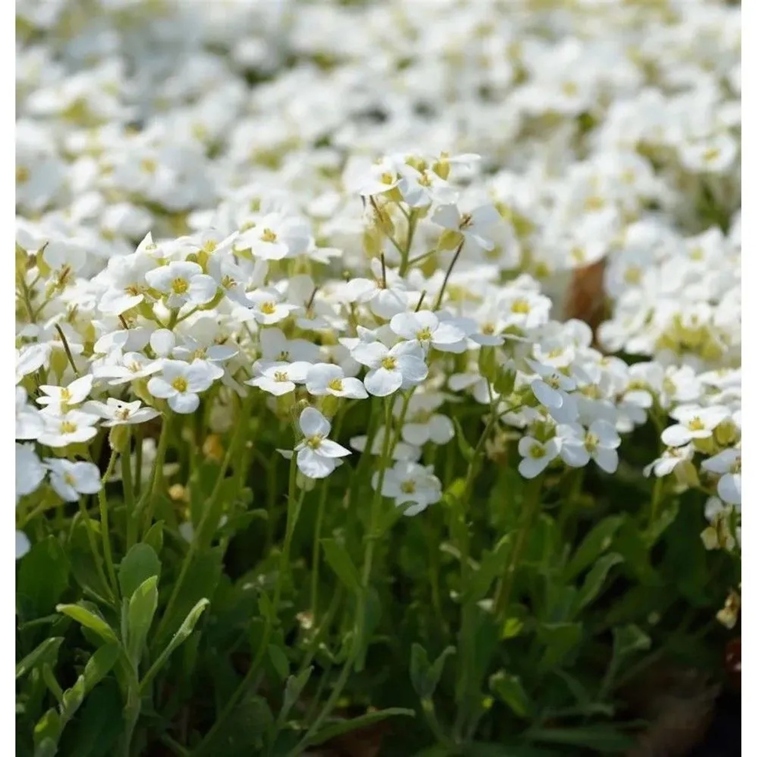 Gänsekresse Schneeball - Arabis caucasica