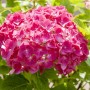 Nahaufnahme der roten Blüten der Bauernhortensie Alpenglühen (Hydrangea Mac.) mit grünen Blättern.