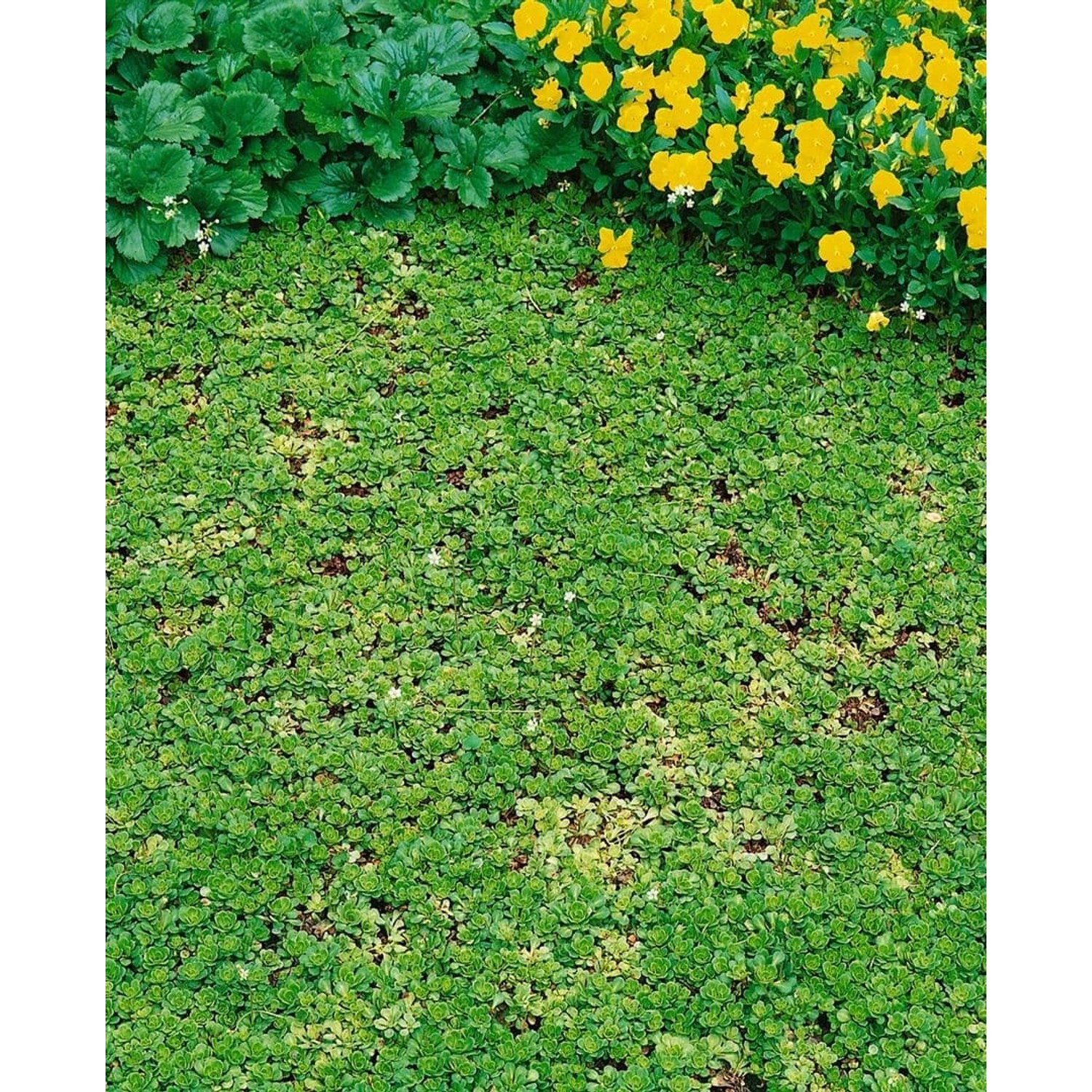 Saxifraga Cuneifolia Keilblättriger Steinbrech Ca. 9x9 cm Topf günstig online kaufen
