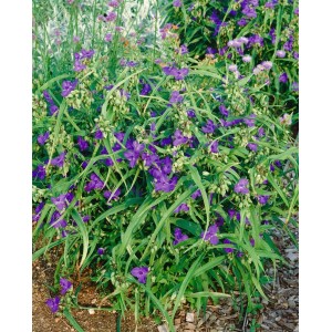 Tradescantia Zwanenburg Blue: Dreimasterblume mit blauen Blüten im 9x9 cm Topf.