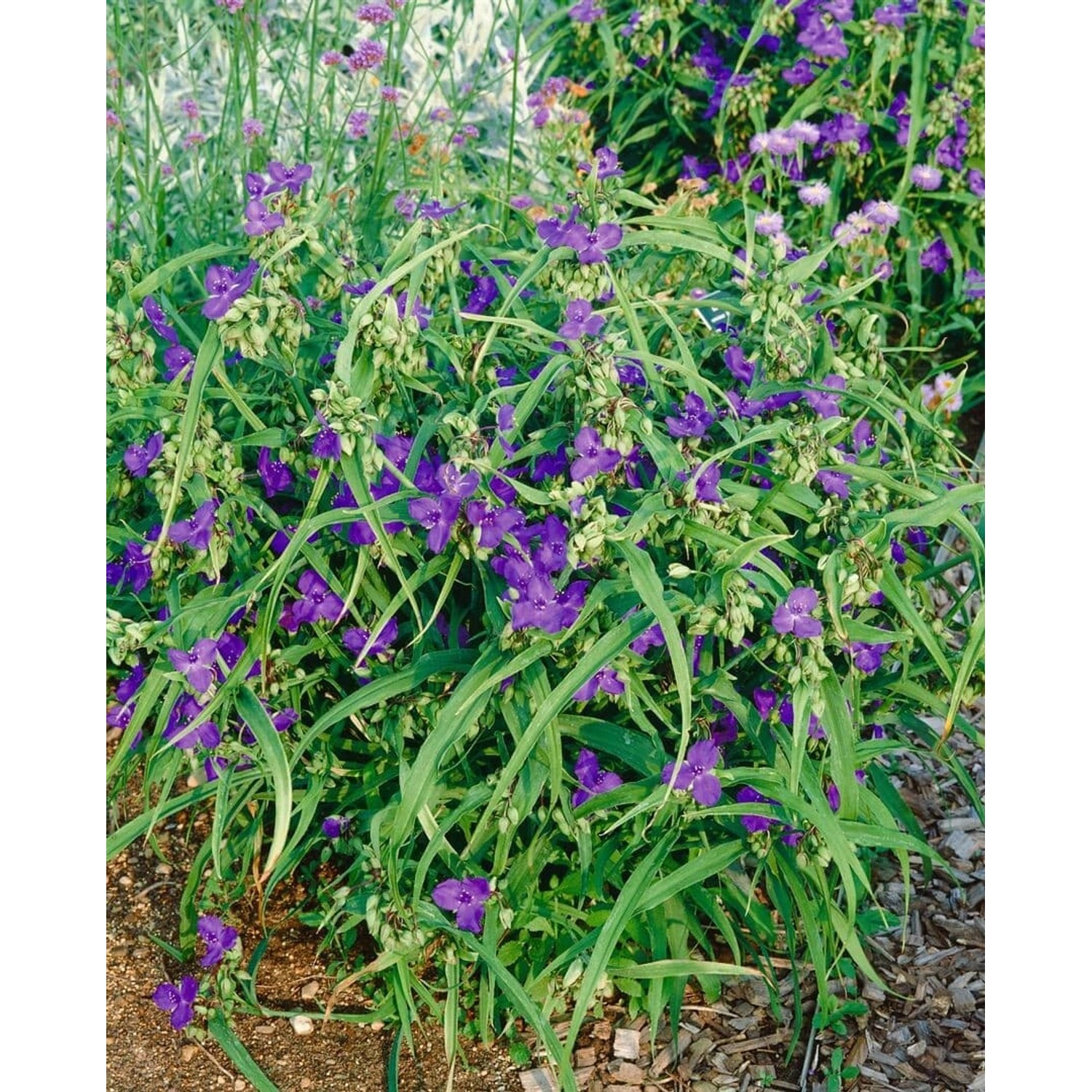 Tradescantia X Andersoniana Zwanenburg Blue Dreimasterblume Ca. 9x9 cm Topf günstig online kaufen