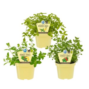 Exotenherz Minze-Sorten Set: Ananas, Erdbeer, Banane im 12cm Topf.
