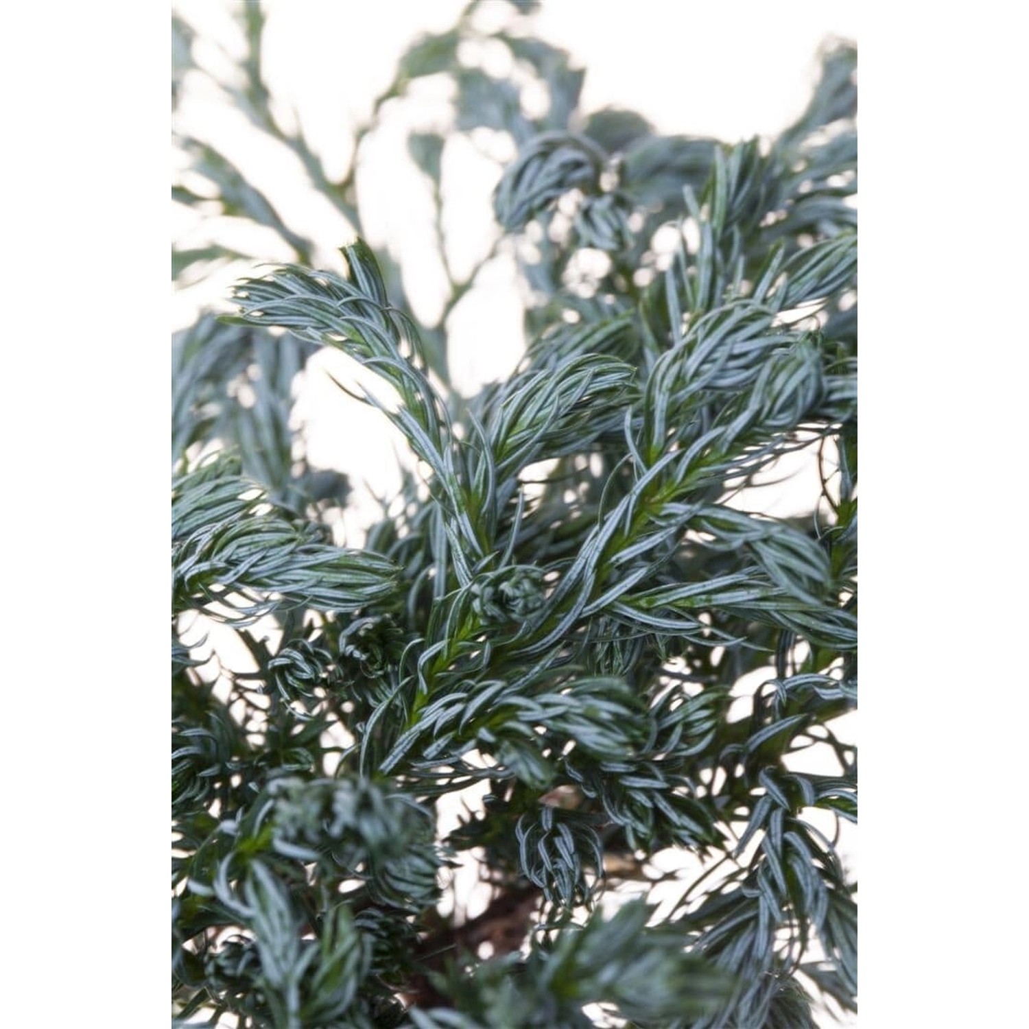 Chamaecyparis Pisifera Boulevard Scheinzypresse Blaugrün 20–30 cm günstig online kaufen