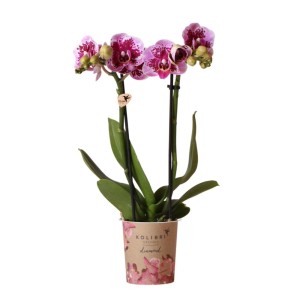 Rosa-lila Kolibri Orchidee Phalaenopsis im 9cm Topf.