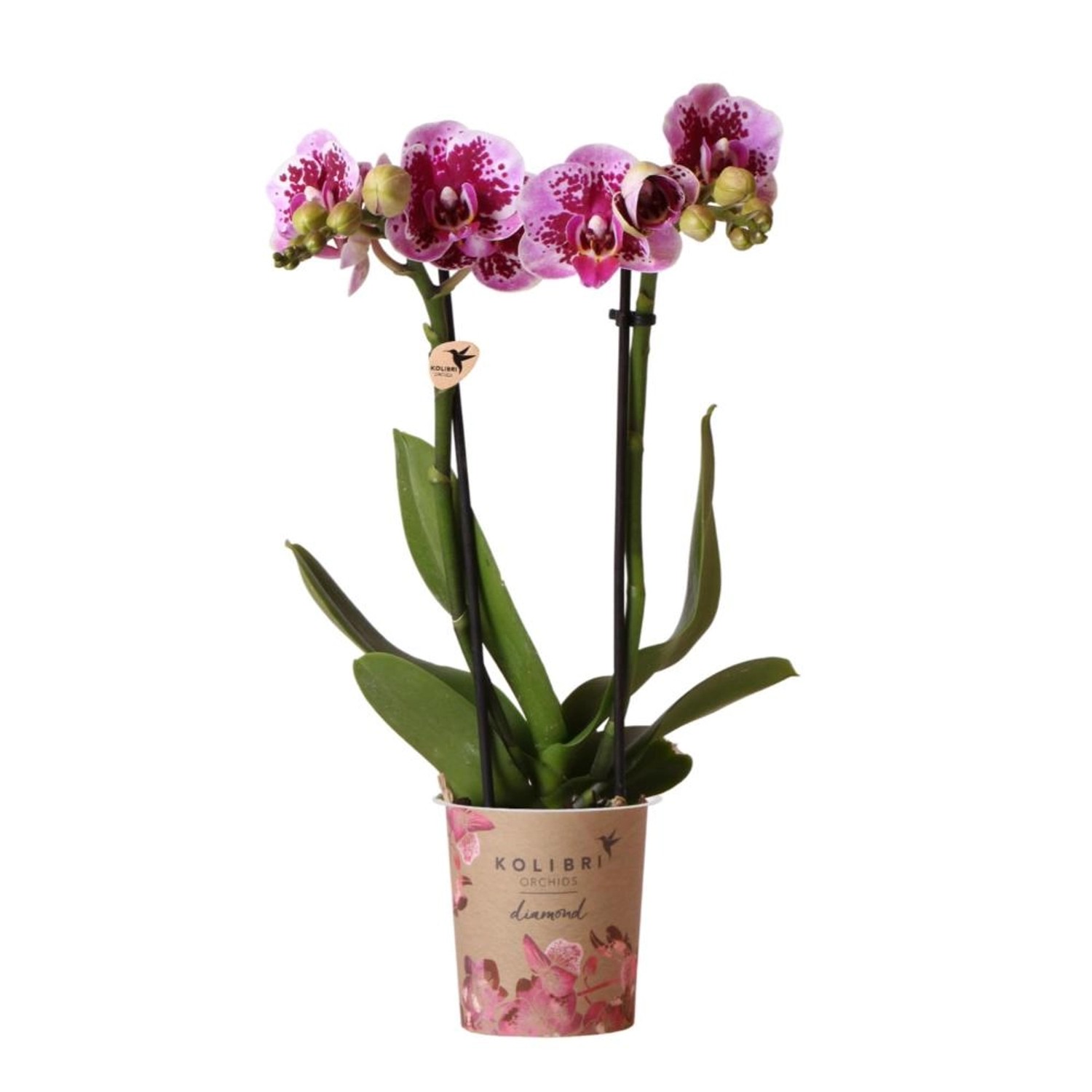 Kolibri Orchids Rosa Lila Phalaenopsis Orchidee El Salvador Topfgröße 9cm